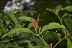Garcinia cowa